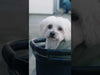 Egg 3 Pet / Shopping Basket